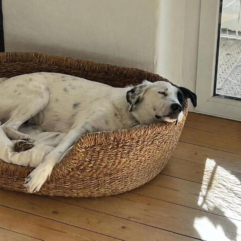 Seagrass Dog Bed with Cushion.
