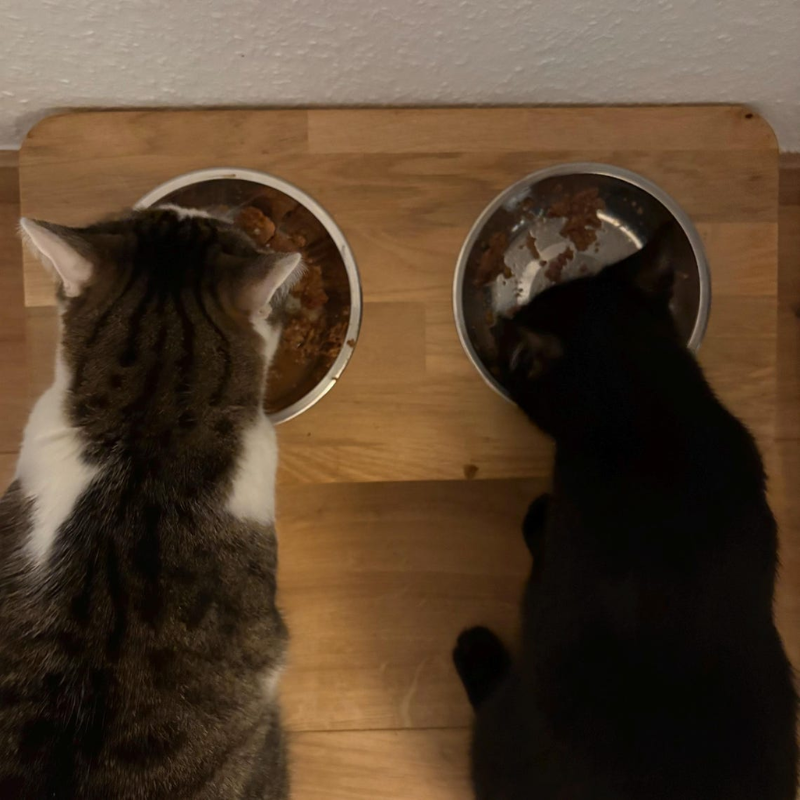 Elevated Oak Cat Feeding Station.